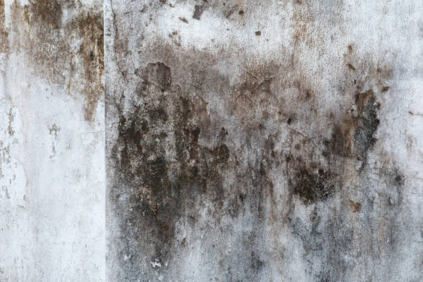 Best Black Mold Removal  in Buffalo, TX