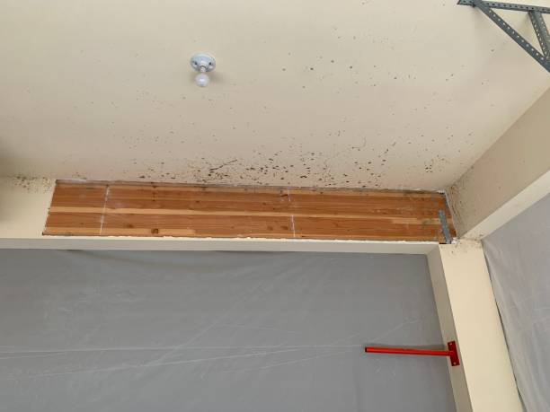 Best Commercial Mold Inspection  in Buffalo, TX